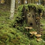 sprache-waldes-baeume-moose-pilze-oekosystem