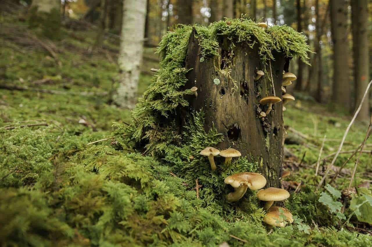 sprache-waldes-baeume-moose-pilze-oekosystem