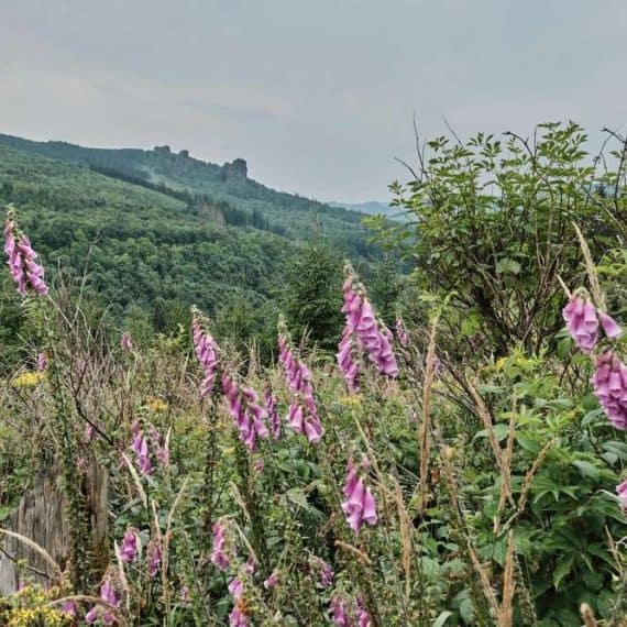 versteckte-juwelen-7-wanderpfade-rothaarsteigs