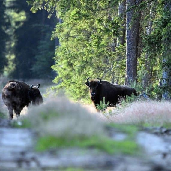 wisente-verhaltensregeln-beobachtungstipps-begegnungen-europas-urriesen